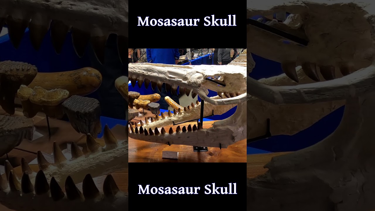 A Legitimate Sea Monster Skull: Mosasaur 