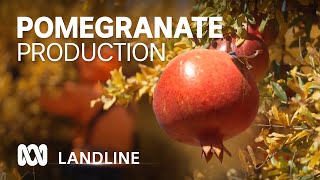 Fruit of the future: Are pomegranates Australia's next smashed avos? | Landline | ABC Australia