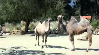 David Glaub Camels Its What You Do   Geico Commercial 2014