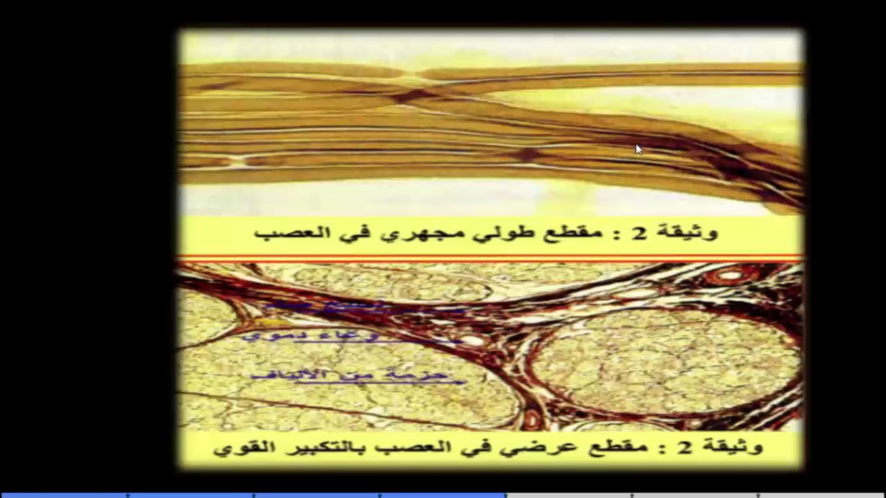 درس الرسالة العصبية للسنة الرابعة متوسط