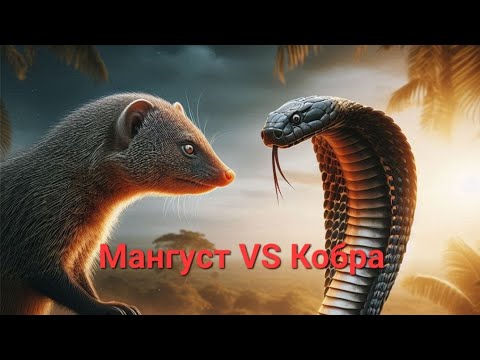 Как мангусты противостоят ядовитым змеям