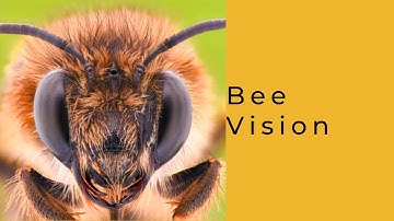 Bee Vision