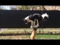 Mara Border Collie - Amazing Dog Tricks - Part 1