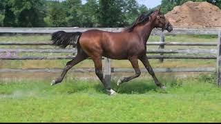 Vidéo LOT 51 PACIFIC DAIRPET - Ventes de Trotteurs de Caen - 8 septembre 2026
