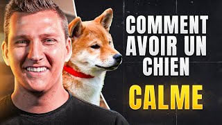 ✅ Comment avoir un chien calme en promenade avec stimuli !