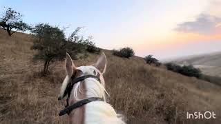 картинка: Жаш Кыргыз Тайгандарды аңчылыкка үйрөтү