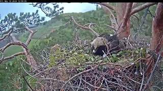 10.05.2024 Алтынычи. Алтын бежит к кругляшам 🦅 Altynichi. Altyn runs to the "roundels."