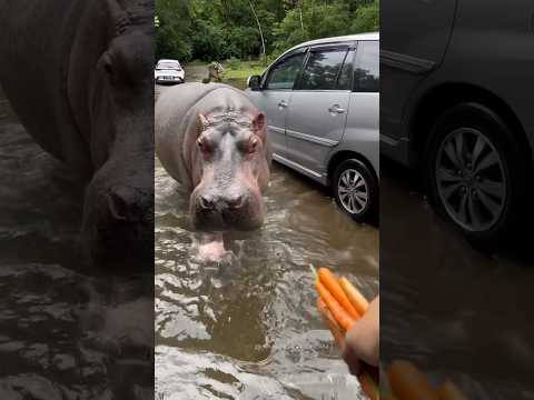 🌍🦛 On a safari you can expect anything… but coming face to face with a hippo is no joke. #hippo