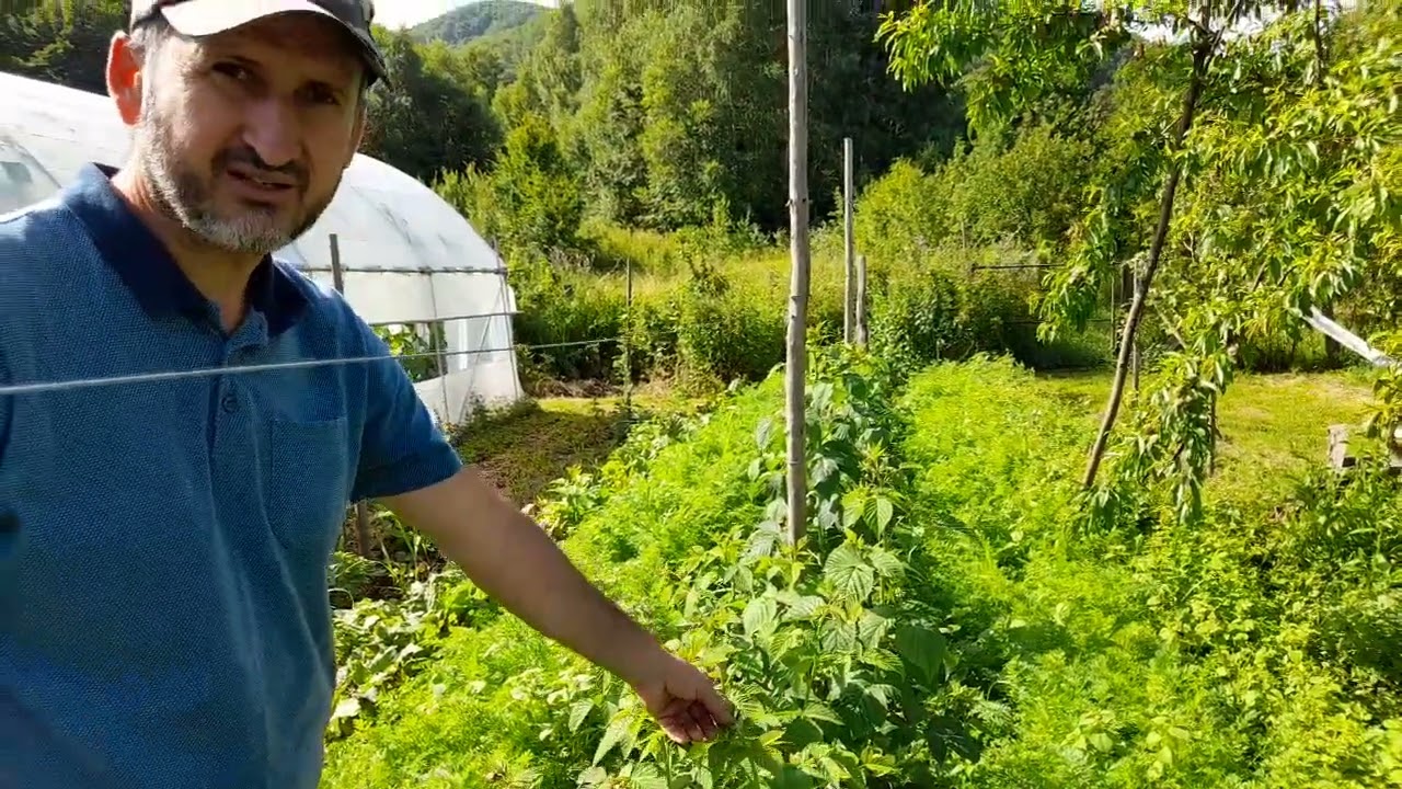 Zmeura Mapema   unul dintre cele mai productive soiuri