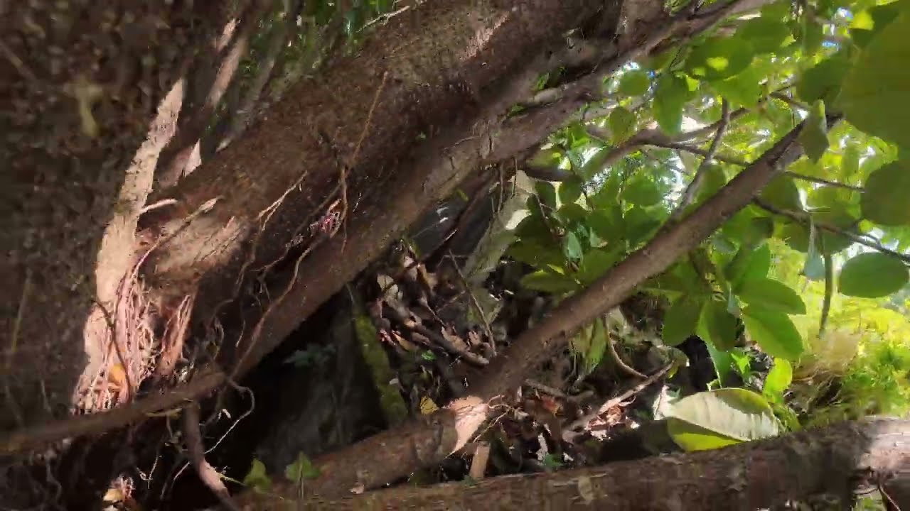 nie udało się Pico