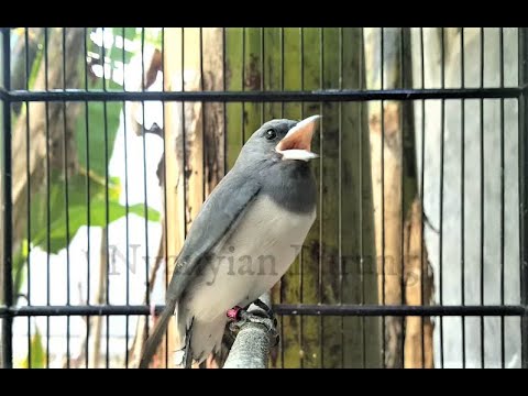 BURUNG KEKEP BABI GACOR SUARA JERNIH , SIAP DIUJI..!!