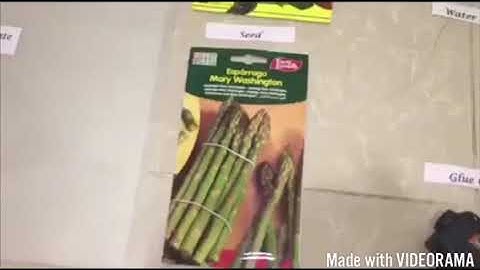 SIP PROJECT-Group 4, 6 Loyalty (Videos)