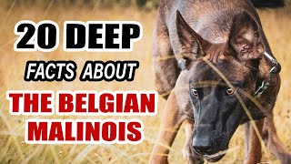 BELGIAN Malinois The Secrets Of The BELGIAN MALINOIS Dog Breeds What No One Tells You Run Away NOW