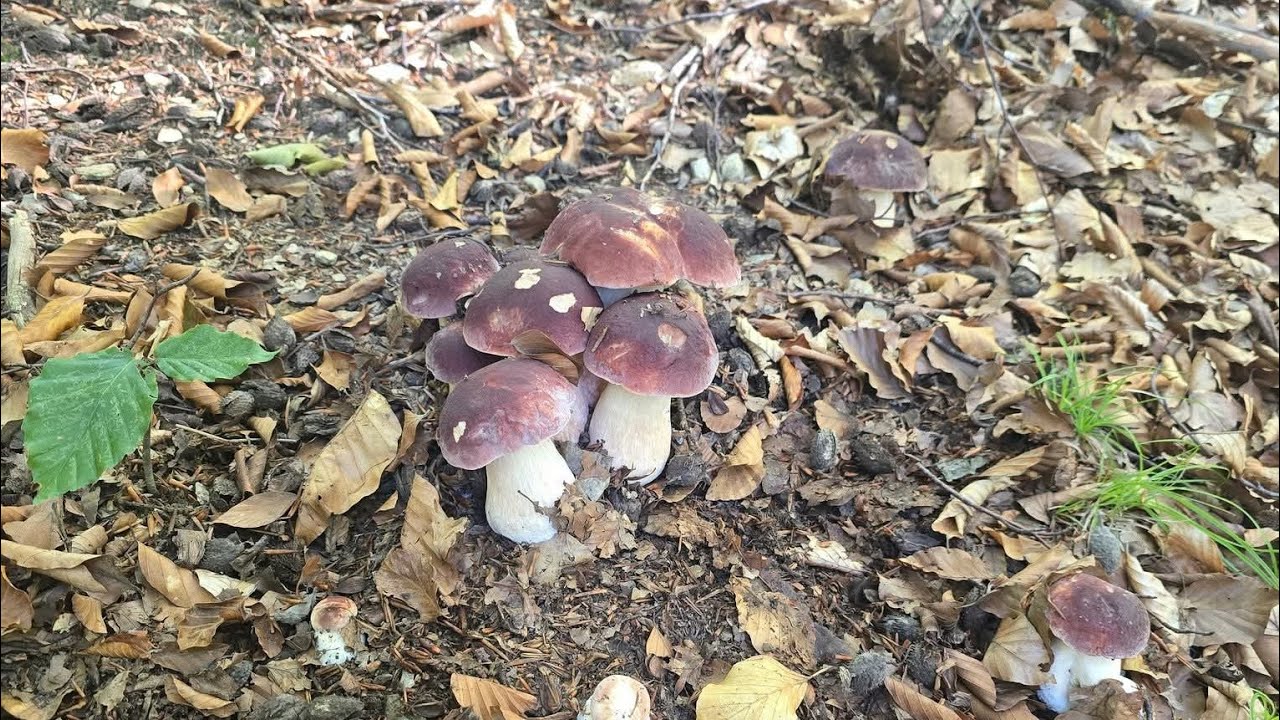 FUNGHI PORCINI | OH! Che meraviglia!