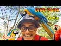    bird park  nursery adventure  mr debiddo kids learning kurullobirds names