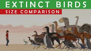 PREHISTORIC BIRDS Size Comparison | LARGEST EXTINCT penguins, flying, walking, and terror birds