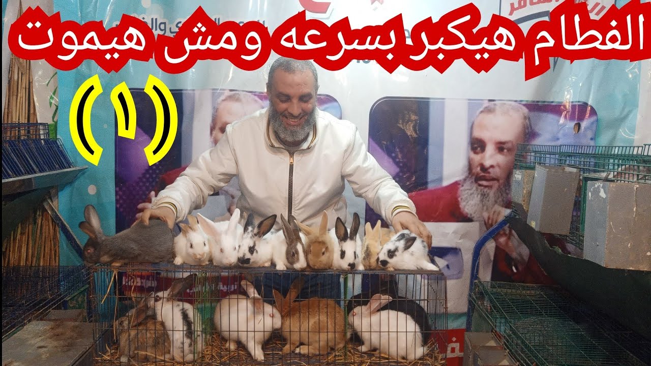 نفسك الفطام والارانب تكبر بسرعه اعمل زي ما باقولك هتكسب كثير