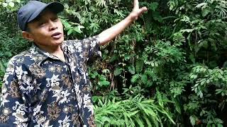 Goa suruman kedurang