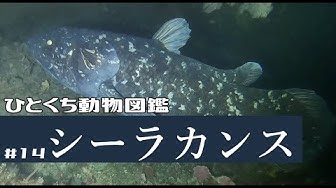 生きた化石 Youtube