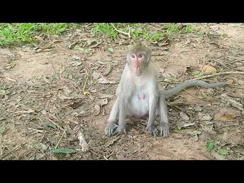 Mama Jane Sit On Grass Field During Wait some Meal as well on Sep11 G-Maz. 4k531.Ambers