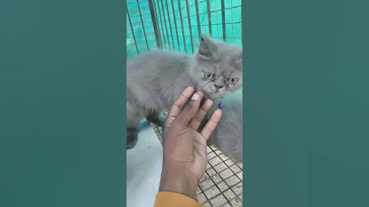 Watch the video about PERSIAN കാറ്റിനെ വേണോ നിങ്ങൾക്ക് 🐈🐈/PERSIAN CAT FOR SALE / #persian #persiancat #petlover #pets