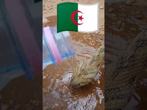 الحرارة عطش الافعى زحف