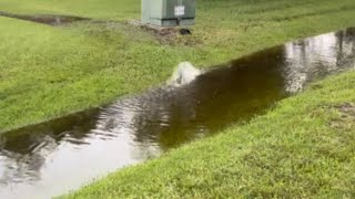 Flooded Florida Yard Drain Solution - Advanced Lawn And Garden Llc