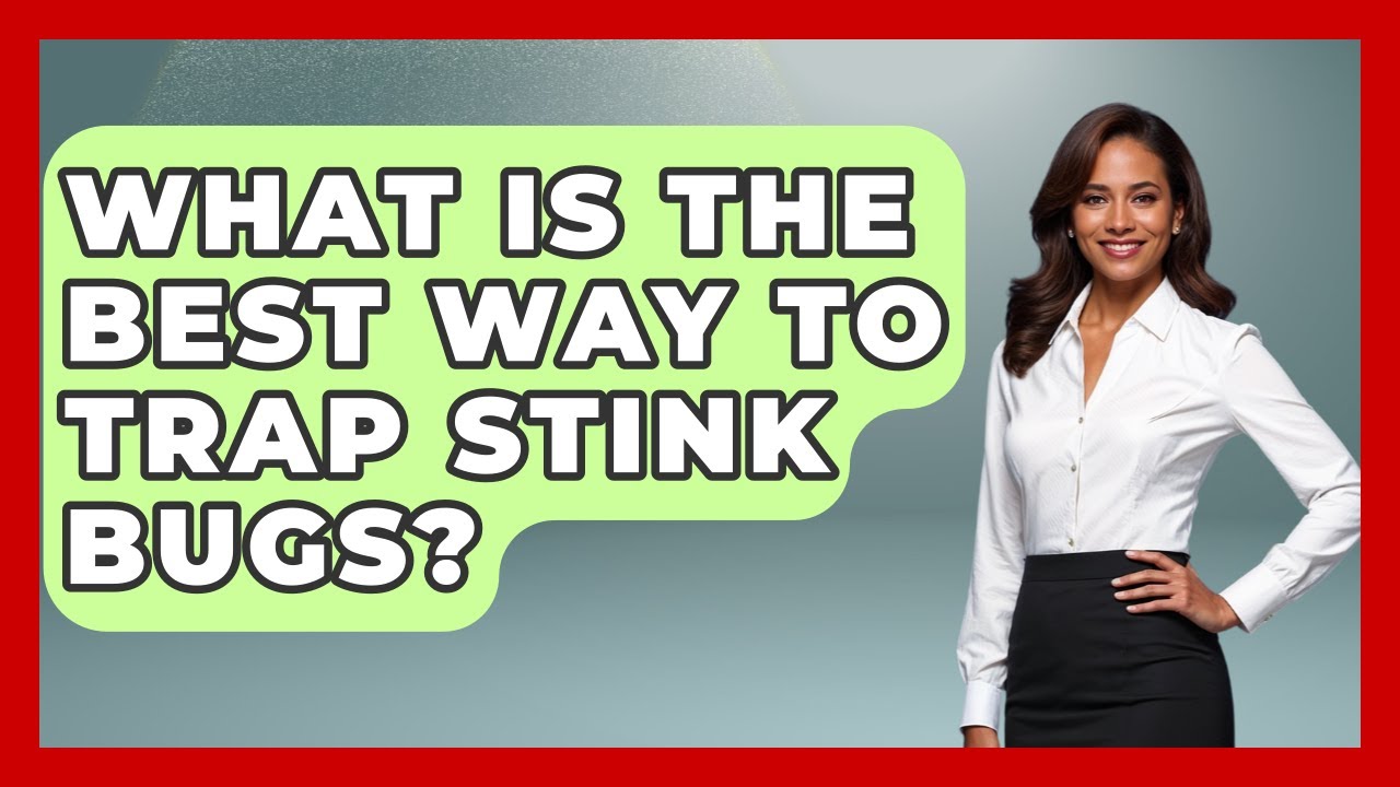 What Is The Best Way To Trap Stink Bugs? - Insects and Invaders