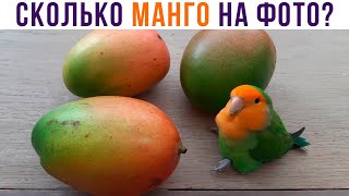 ТОЛЬКО 99% ЛЮДЕЙ ВИДЯТ ПОПУГА))) Приколы с попугаями | Мемозг 891
