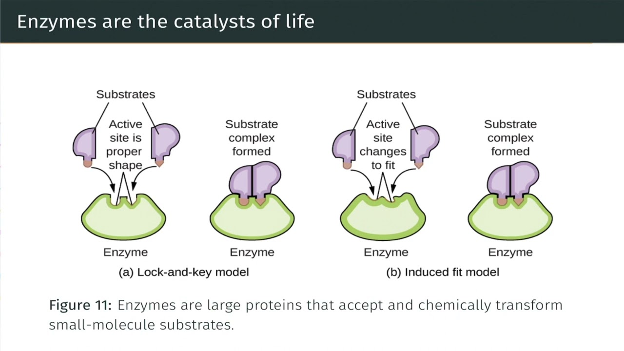 Catalysis | OpenStax Chemistry 2e 12.7