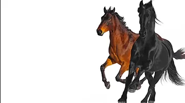 Lil Nas X - Old Town Road (Gay Parody) @Kusorare