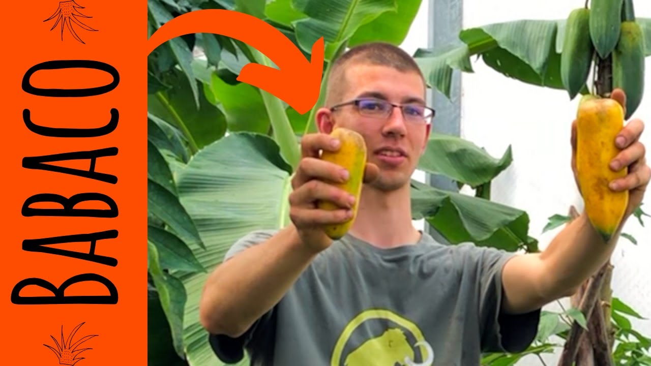 How I grow Babaco - YouTube