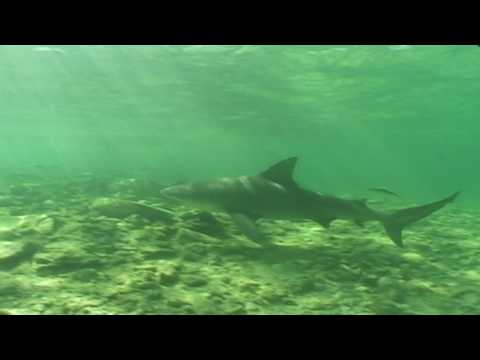 Video: Bull shark: paglalarawan, pamumuhay, nutrisyon
