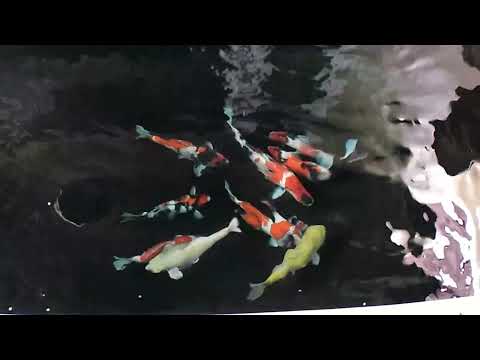 how long can koi fish live without food How long can it last without Feeding? Certified Case study