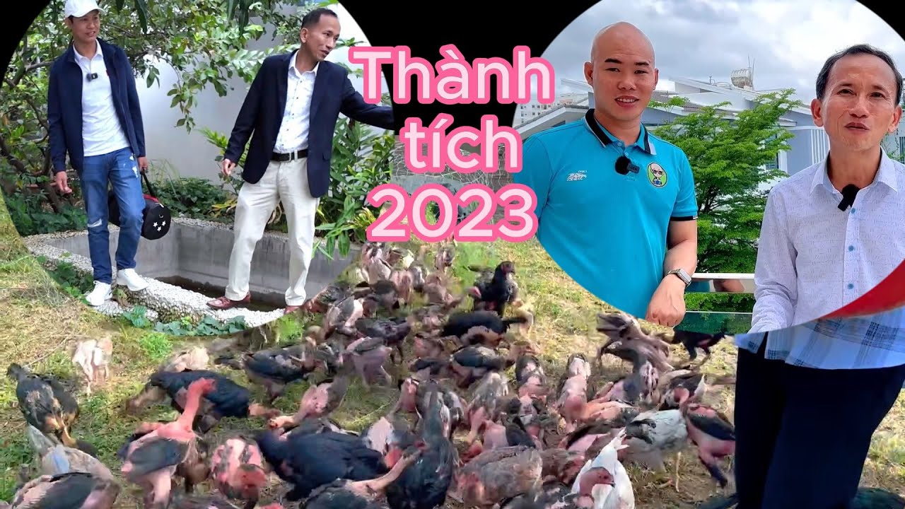 Thành quả thành tích trại gà Nguyễn Viết Hòa năm 2023 trao thương hiệu Cú Đấm Thép TV, Quế Nghịch TV