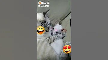 Tikitoki 