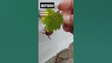 Шершни (!европейские, не путать с азиатскими) не агрессивны. Но злить их не надо.