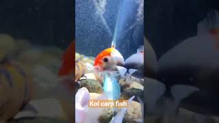 Koi carp fish | iPhone 12 mini | underwater shot screenshot 5