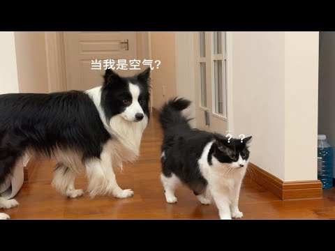 边牧是怎么搞定一个不听话的“羊”的
