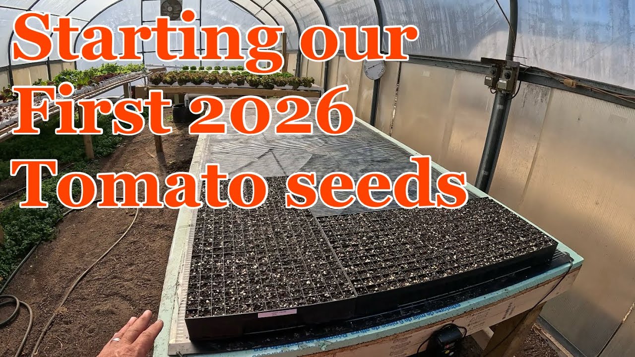 Начинаем посев первых семян томатов урожая 2026 года! Готовимся к сезону продажи на рынке...