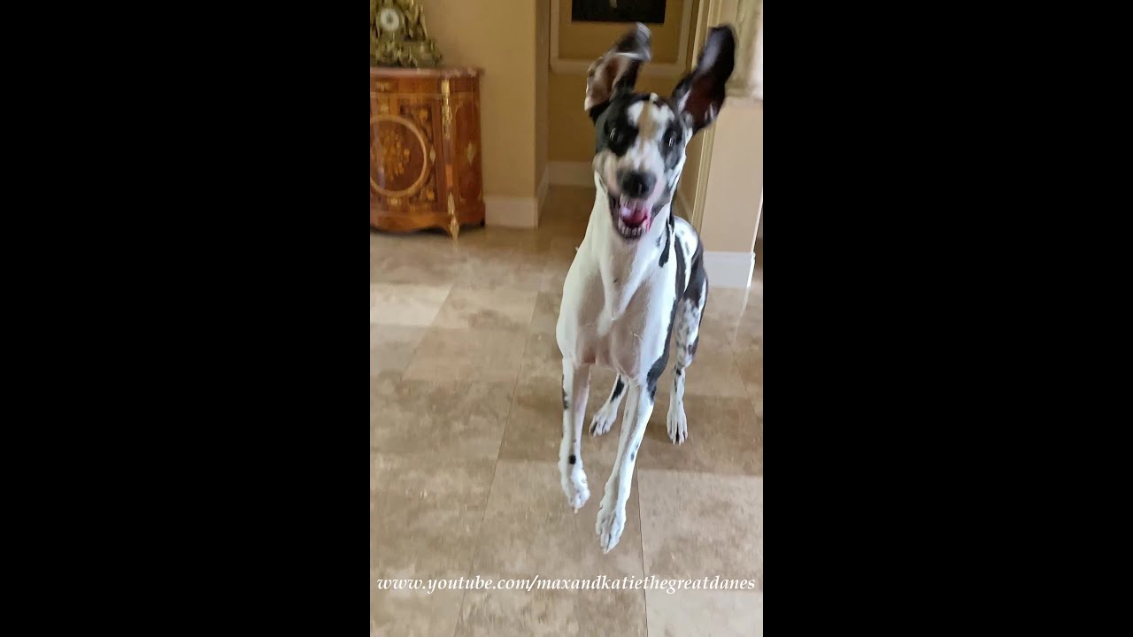 Bouncing Great Danes Are Told They Aren't Going Out Right Now