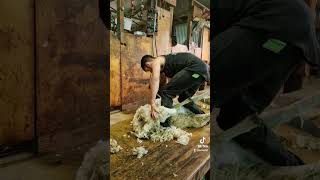 Shearing a Sheep in NZ