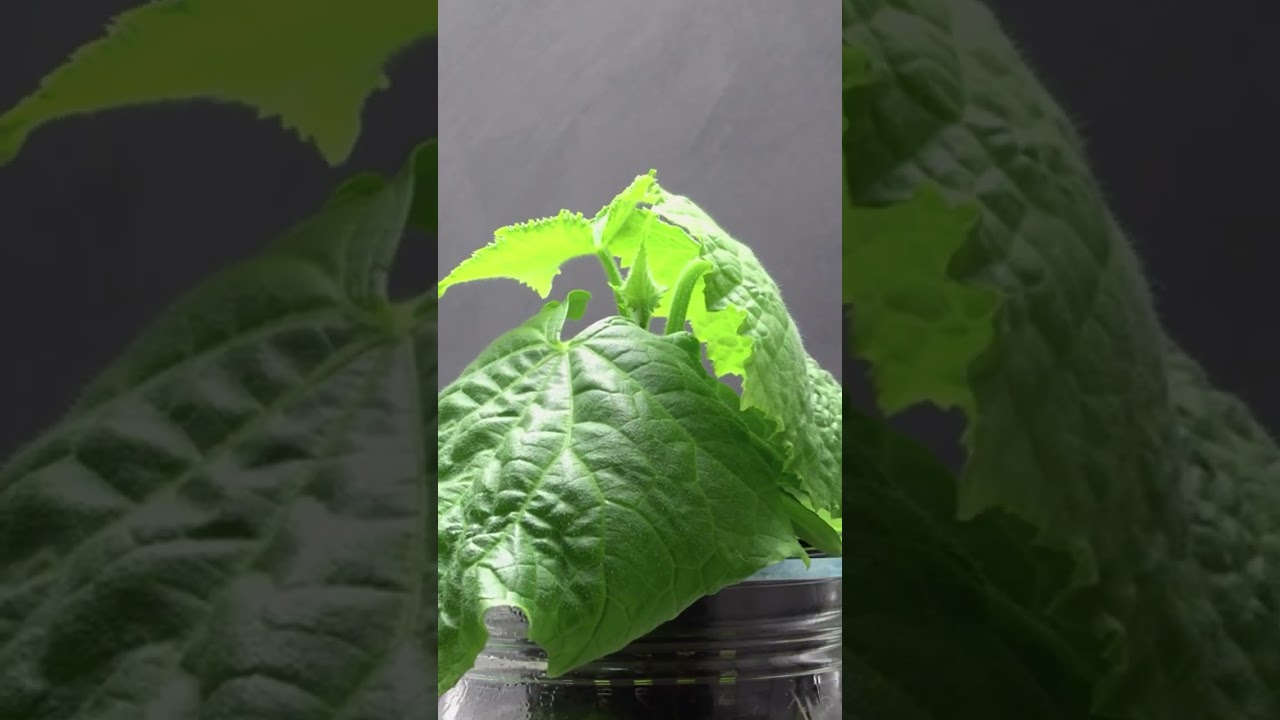 The Life of a Cucumber Plant Germination to Flowering 🌼