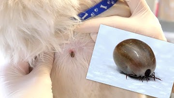 Grooming Guide - How to Remove a Tick
