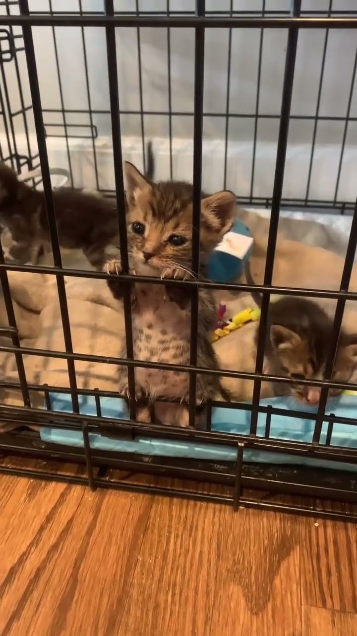 Bébé chaton très mignon