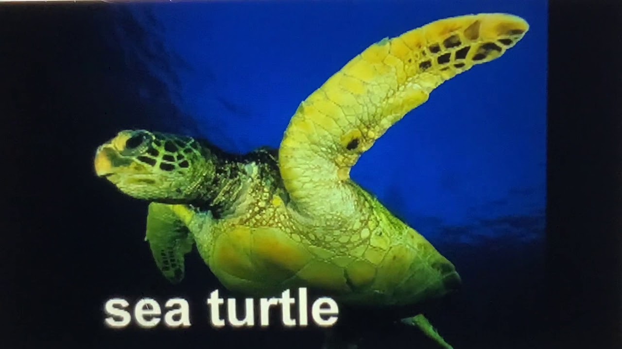 Baby Einstein world animals 2003 sea turtle YouTube