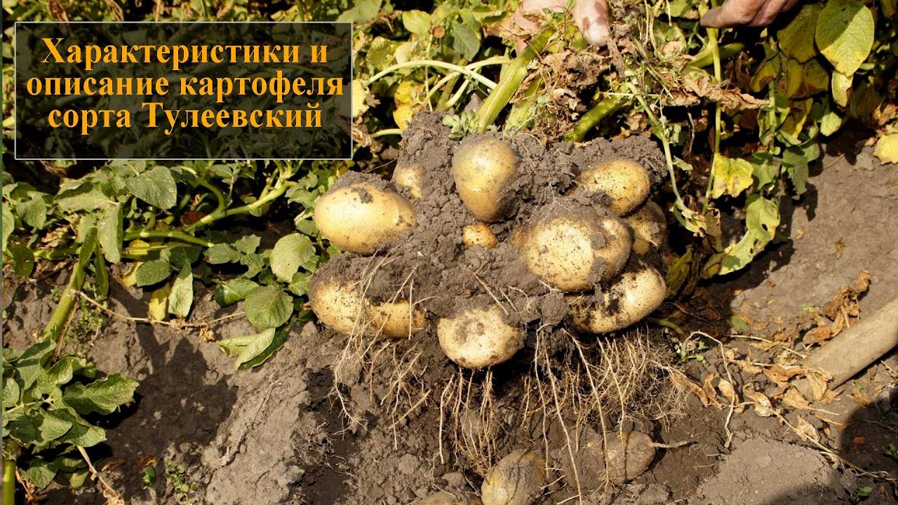 Характеристики и описание картофеля сорта Тулеевский