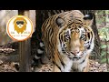 Tiger Explores New Enclosure in 3D 180VR!