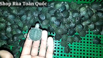 Bán rùa giá 2000đ 1 con ( rùa tai đỏ ) - shop rùa toàn quốc