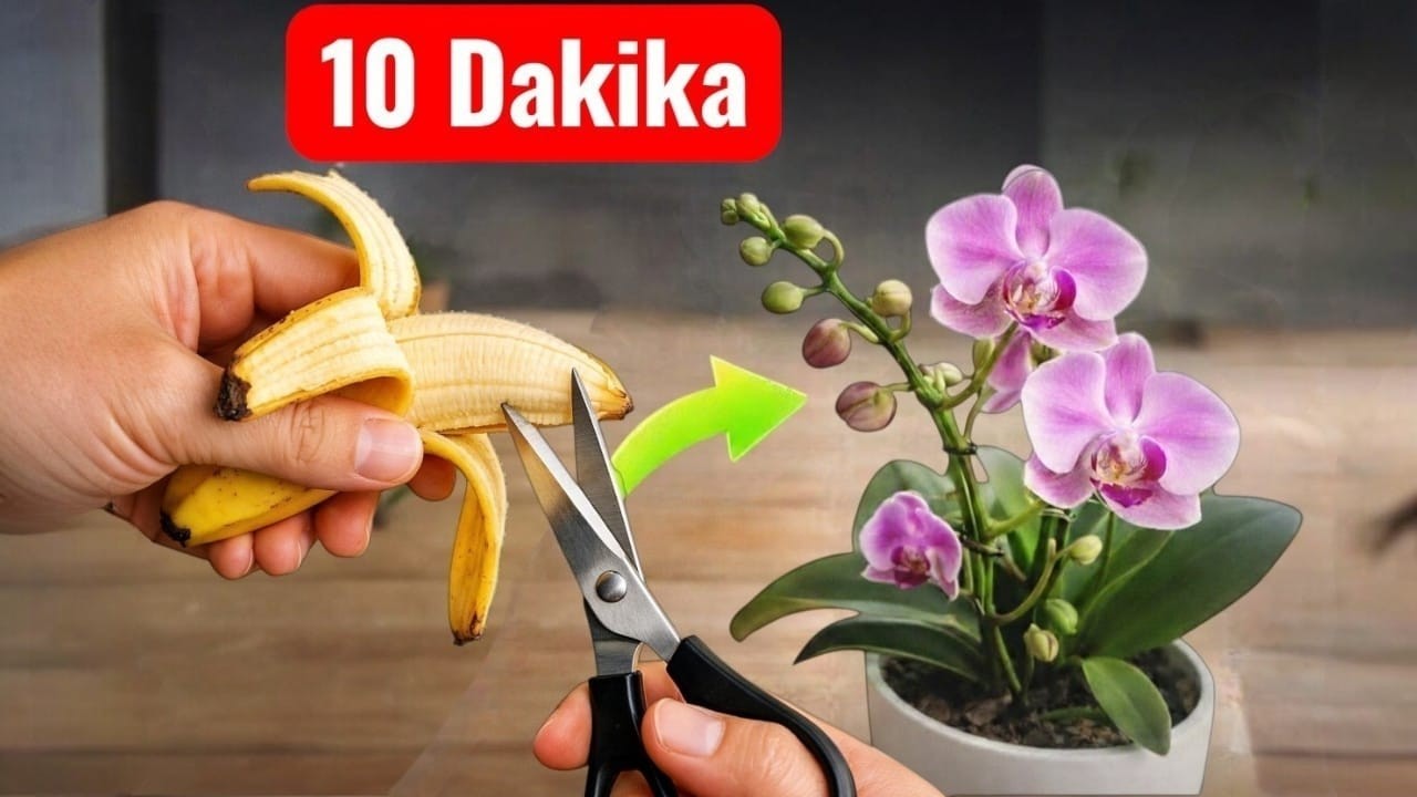 Оживите свою орхидею за 10 минут! Быстродействующее удобрение из банановой кожуры.